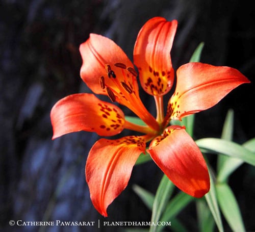 Wood Lily Paramis Course