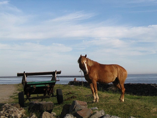 Horse and Cart Dharma