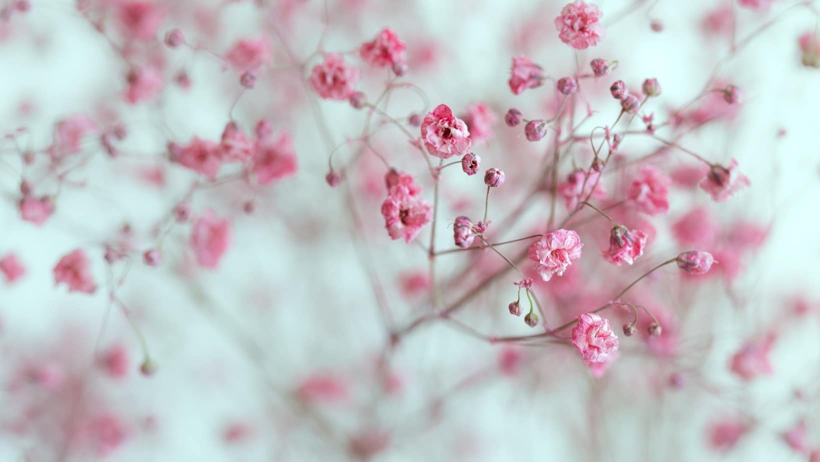 Summer breathing Reatreat pink flowers