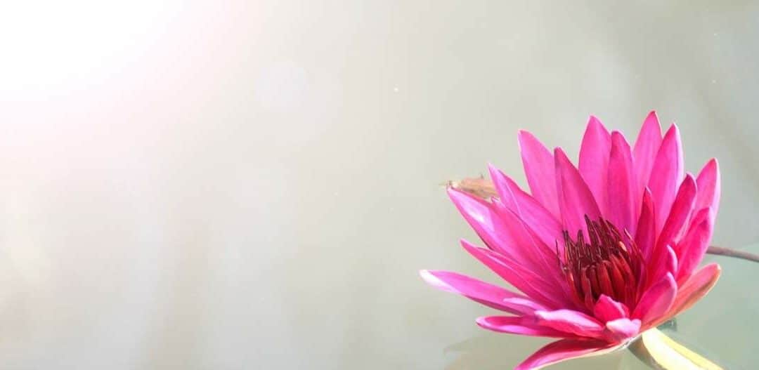 Zen Online Course