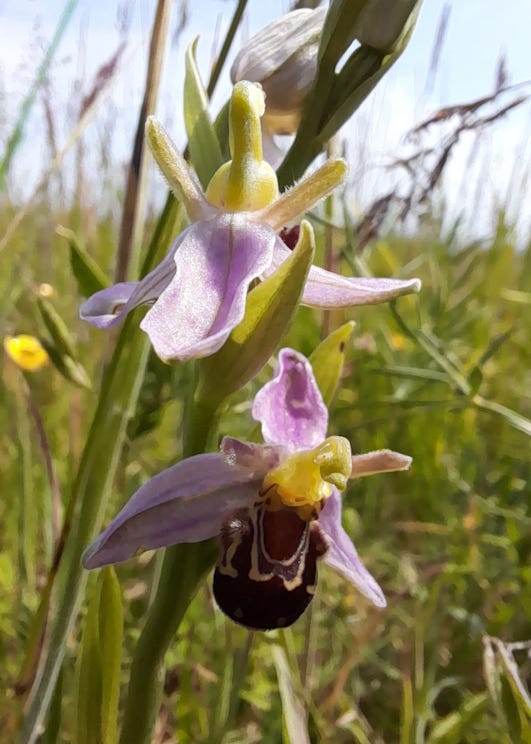 bee orchid