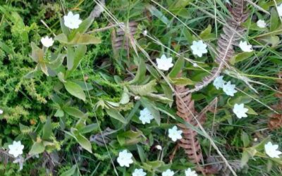 Glimmerings of a Botanical Life: Nature Meditation on the Star Tarot Card