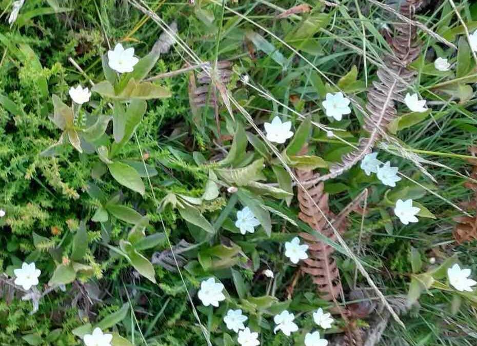 Glimmerings of a Botanical Life: Nature Meditation on the Star Tarot Card