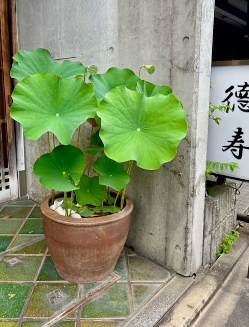 lilypad pot japan kyoto